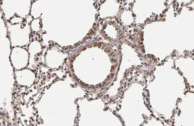 Anti-p27 Kip1 antibody [HL2508] used in IHC (Paraffin sections) (IHC-P). GTX638869