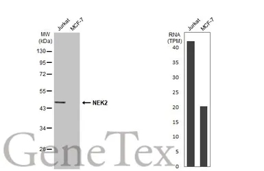 Anti-NEK2 antibody [HL2511] used in Western Blot (WB). GTX638872
