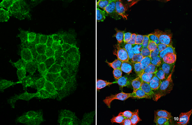 Anti-AGTR1 antibody [HL2526] used in Immunocytochemistry/ Immunofluorescence (ICC/IF). GTX638887