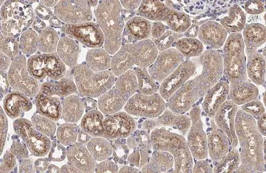 Anti-AGTR1 antibody [HL2526] used in IHC (Paraffin sections) (IHC-P). GTX638887