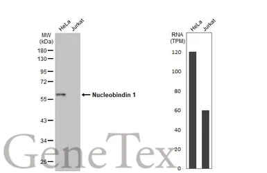 Anti-Nucleobindin 1 antibody [HL2532] used in Western Blot (WB). GTX638901