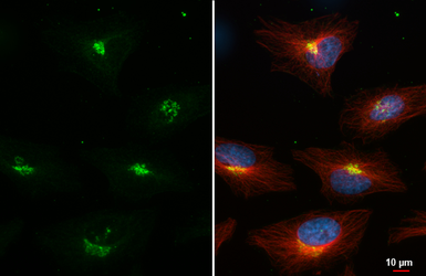 Anti-Nucleobindin 1 antibody [HL2532] used in Immunocytochemistry/ Immunofluorescence (ICC/IF). GTX638901