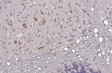 Anti-Nucleobindin 1 antibody [HL2532] used in IHC (Paraffin sections) (IHC-P). GTX638901