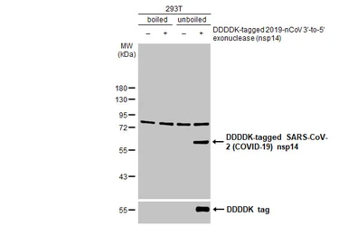 Anti-SARS-CoV-2 (COVID-19) nsp14 antibody [HL2539] used in Western Blot (WB). GTX638908
