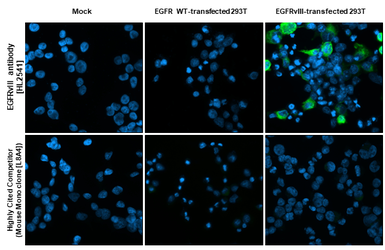 Anti-EGFRvIII antibody [HL2541] used in Immunocytochemistry/ Immunofluorescence (ICC/IF). GTX638910