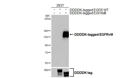 Anti-EGFRvIII antibody [HL2541] used in Western Blot (WB). GTX638910