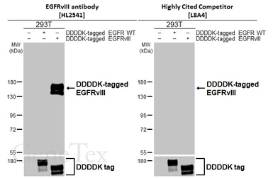 Anti-EGFRvIII antibody [HL2541] used in Western Blot (WB). GTX638910