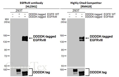 Anti-EGFRvIII antibody [HL2541] used in Western Blot (WB). GTX638910