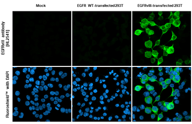 Anti-EGFRvIII antibody [HL2541] used in Immunocytochemistry/ Immunofluorescence (ICC/IF). GTX638910