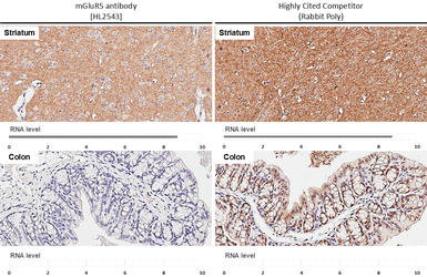 Anti-mGluR5 antibody [HL2543] used in IHC (Paraffin sections) (IHC-P). GTX638912