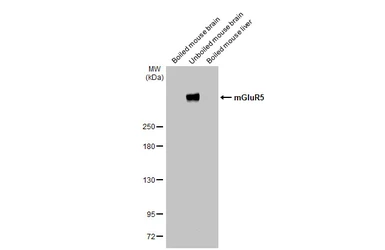 Anti-mGluR5 antibody [HL2543] used in Western Blot (WB). GTX638912