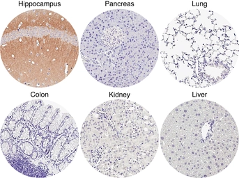 Anti-mGluR5 antibody [HL2543] used in IHC (Paraffin sections) (IHC-P). GTX638912