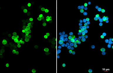 Anti-PRG2 antibody [HL2547] used in Immunocytochemistry/ Immunofluorescence (ICC/IF). GTX638919