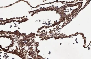 Anti-PRG2 antibody [HL2547] used in IHC (Paraffin sections) (IHC-P). GTX638919