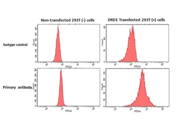 Anti-Dopamine Receptor D1 antibody [HL2553] used in Flow cytometry (FCM). GTX638925
