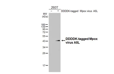 Anti-Mpox virus A5L antibody [HL2555] used in Western Blot (WB). GTX638927