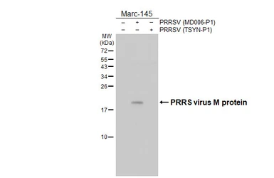 Anti-PRRS virus M protein antibody [HL2575] used in Western Blot (WB). GTX638953
