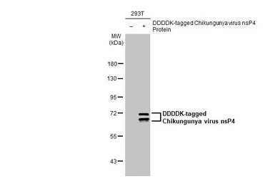 Anti-Chikungunya virus nsP4 antibody [HL2580] used in Western Blot (WB). GTX638958
