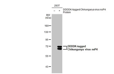 Anti-Chikungunya virus nsP4 antibody [HL2582] used in Western Blot (WB). GTX638960