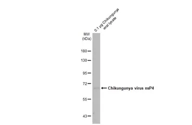 Anti-Chikungunya virus nsP4 antibody [HL2582] used in Western Blot (WB). GTX638960