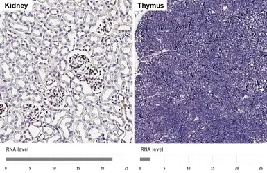 Anti-tPA antibody [HL2585] used in IHC (Paraffin sections) (IHC-P). GTX639036