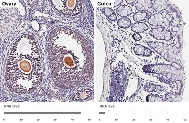 Anti-tPA antibody [HL2585] used in IHC (Paraffin sections) (IHC-P). GTX639036