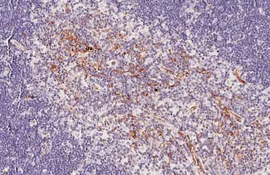 Anti-tPA antibody [HL2585] used in IHC (Paraffin sections) (IHC-P). GTX639036