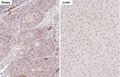Anti-tPA antibody [HL2585] used in IHC (Paraffin sections) (IHC-P). GTX639036