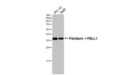 Anti-Fibrillarin + FBLL1 antibody [HL2588] used in Western Blot (WB). GTX639039
