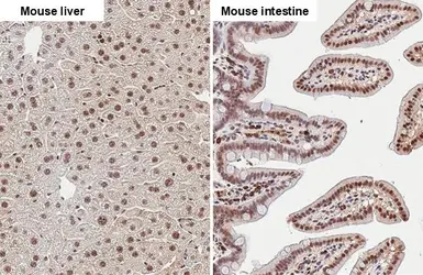 Anti-Fibrillarin + FBLL1 antibody [HL2588] used in IHC (Paraffin sections) (IHC-P). GTX639039