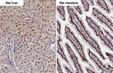 Anti-Fibrillarin + FBLL1 antibody [HL2588] used in IHC (Paraffin sections) (IHC-P). GTX639039