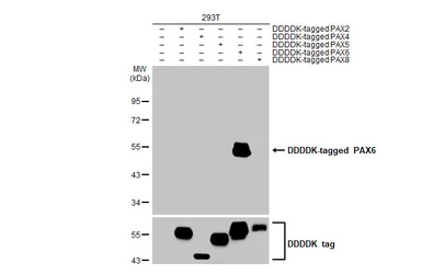 Anti-PAX6 antibody [HL2599] used in Western Blot (WB). GTX639051