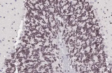 Anti-PAX6 antibody [HL2599] used in IHC (Paraffin sections) (IHC-P). GTX639051