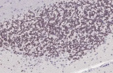 Anti-PAX6 antibody [HL2599] used in IHC (Paraffin sections) (IHC-P). GTX639051