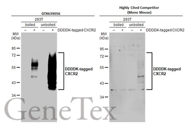 Anti-CXCR2 antibody [HL2604] used in Western Blot (WB). GTX639056