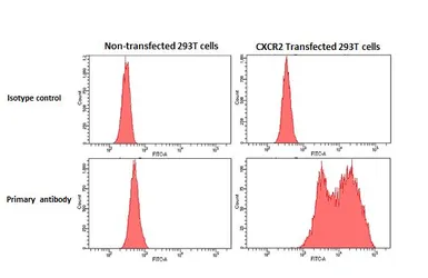 Anti-CXCR2 antibody [HL2604] used in Flow cytometry (FCM). GTX639056