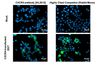 Anti-CXCR4 antibody [HL2612] used in Immunocytochemistry/ Immunofluorescence (ICC/IF). GTX639064