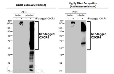 Anti-CXCR4 antibody [HL2612] used in Western Blot (WB). GTX639064