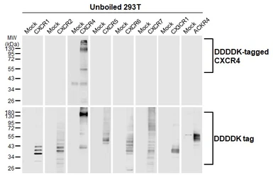 Anti-CXCR4 antibody [HL2612] used in Western Blot (WB). GTX639064