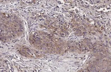 Anti-ADAMTSL2 antibody [HL2616] used in IHC (Paraffin sections) (IHC-P). GTX639070