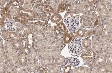 Anti-ADAMTSL2 antibody [HL2616] used in IHC (Paraffin sections) (IHC-P). GTX639070