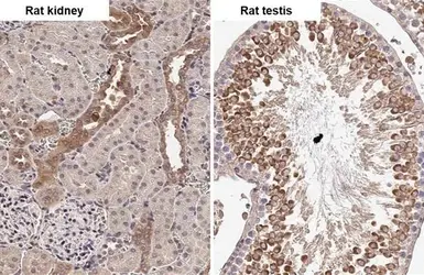 Anti-ADAMTSL2 antibody [HL2616] used in IHC (Paraffin sections) (IHC-P). GTX639070
