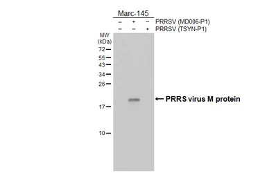 Anti-PRRS virus M protein antibody [HL2619] used in Western Blot (WB). GTX639073