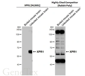 Anti-XPR1 antibody [HL2631] used in Western Blot (WB). GTX639087