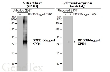 Anti-XPR1 antibody [HL2631] used in Western Blot (WB). GTX639087