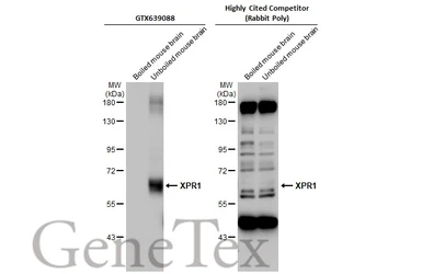 Anti-XPR1 antibody [HL2632] used in Western Blot (WB). GTX639088