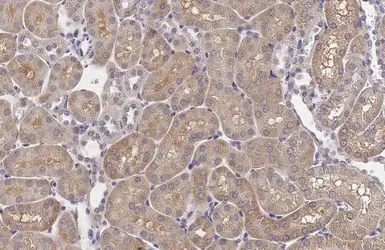 Anti-XPR1 antibody [HL2632] used in IHC (Paraffin sections) (IHC-P). GTX639088