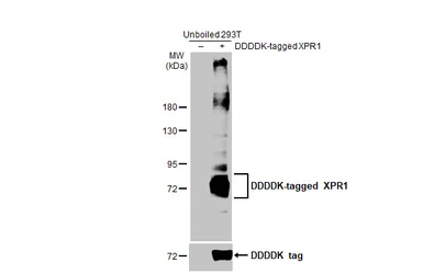 Anti-XPR1 antibody [HL2632] used in Western Blot (WB). GTX639088