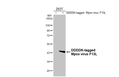 Anti-Mpox virus F13L antibody [HL2637] used in Western Blot (WB). GTX639093