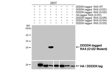 Anti-RAS (G12D Mutant) antibody [HL2640] used in Western Blot (WB). GTX639096